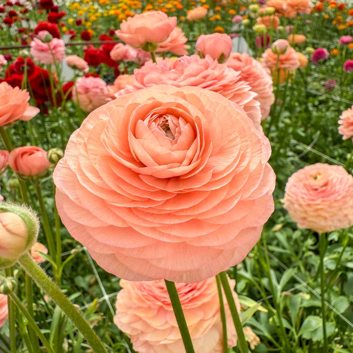 Ranunkel 'Elegance® Salmon' - Ranunkler
